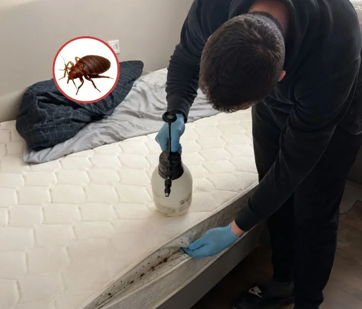 Technicien traitant un matelas contre les punaises de lit à Neuville-sur-Oise